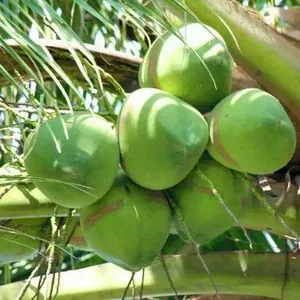 500kg/h Coconut Chips Processing Machines Production Line thumbnail-6