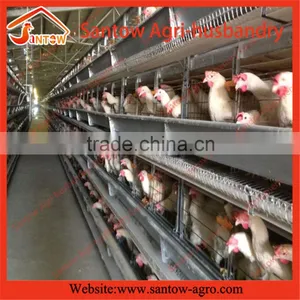 Stable Steel Structure Chicken Egg Layer Cage Broiler Breeder Farm thumbnail-1