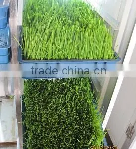 Hot Selling Automatic Barley Sprouting Machine China thumbnail-2