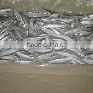 Frozen Sardine Whole Round thumbnail-5
