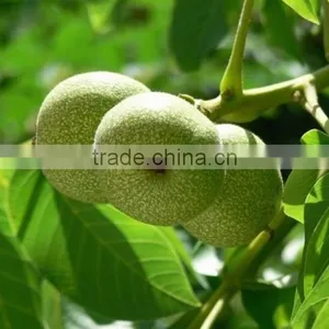 Food Oil Factory Supply Oil Capsules Walnut Oil Softgel Capsules thumbnail-2