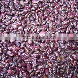 Purple Speckled Kidney Bean thumbnail-1