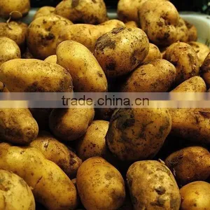 Fresh Potato thumbnail-1