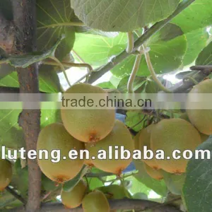 Fresh Kiwi China thumbnail-1