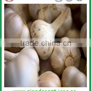 Jinxiang Garlic Contact me thumbnail-3