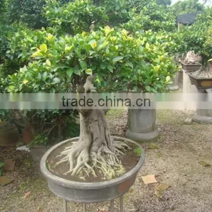 Artistic Best Bonsai of Ficus Microcarpa thumbnail-3