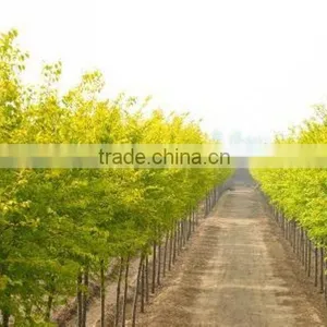 Ulmus Pumila L. Seedling thumbnail-1