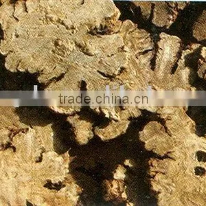 Szechuan Lovage Rhizome thumbnail-1