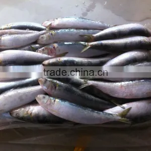 Sardine thumbnail-5