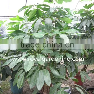 Schefflera(Umbrella Tree ) Shrub Trees thumbnail-1