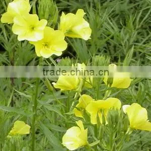100% Pure Natural Evening Primrose Carrier Oil thumbnail-1