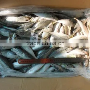 High Quality Horse Mackerel(Decapterus Maruadsi) 120-160 Pcs thumbnail-2