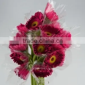 Bottom Price Purple Petal Fragrant Aroma Fresh Flowers Gerberas thumbnail-5
