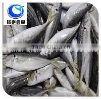 Horse Mackerel Price thumbnail-2