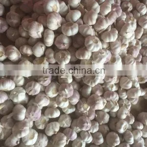 Garlic thumbnail-1