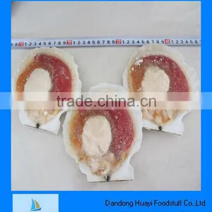 1/2 Shell Scallop thumbnail-1