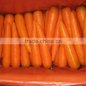 Fresh Carrot thumbnail-1