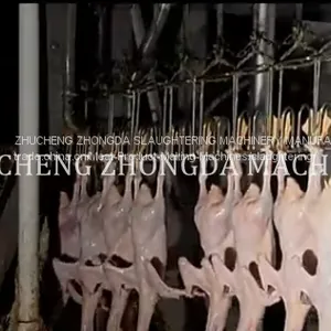FULL SET OF CHICKEN SLAUGHTER MACHINE LINE FOR SLAUGHTERING HOUSE thumbnail-4