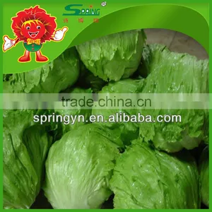 Freezed Leaf Lettuce Iceberg Type Lettuce Grade One Vegetable in Yunnan thumbnail-1