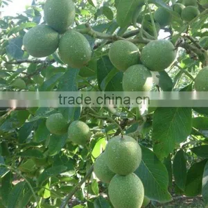 Walnut Saplings Available... thumbnail-5