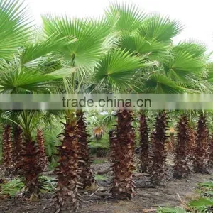 Washingtonia FiliferaLinden.Wendland of Outdoor Ornamental Decrotive Landscaping Palm Trees Plants thumbnail-5