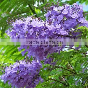 Jacaranda Mimosifolia thumbnail-4