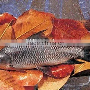 Rohu (Labeo Rohita) thumbnail-1