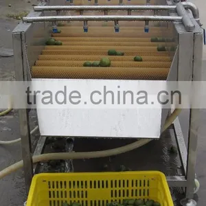 Full Automatic Indstrail Melon Washing and Drying Machine thumbnail-3