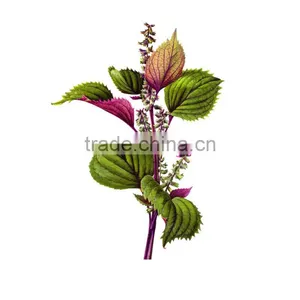 100% Natural Organic Perilla Seed Oil From China Manufacturer thumbnail-5