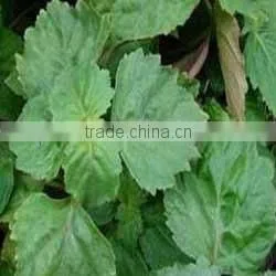 Medical Uses of Patchouli Essential Oil thumbnail-4