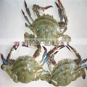 Frozen Superior Better Blue Swimming Crabs Provided by Long Term Supplier thumbnail-1