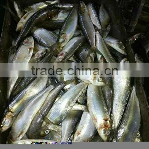 BQF Forzen Whole Sardine Mauritania thumbnail-1