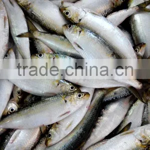 Frozen Sardine for Canning thumbnail-2