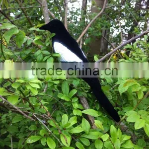 Full Body Flocked Magpie Decoy With Stake thumbnail-1