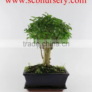 Ligustrum 20cm Ball thumbnail-1