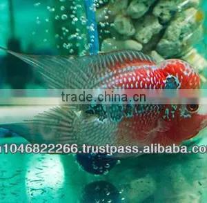 Flowerhorn Fish Farm and Wholesale in Thailand thumbnail-3