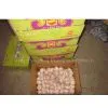 Chinese Fresh White Garlic 2012 thumbnail-1