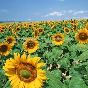 High Quality Sunflower Seeds From Inner Mongolia thumbnail-3