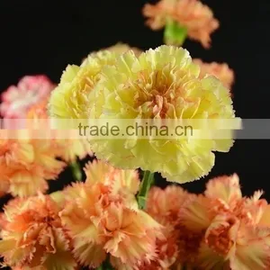 Fashionable Crazy Selling Elegant Cut Carnation Flowers thumbnail-4