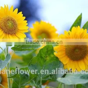 China Supply Fresh Sunflower Flower for Wedding Decorarion thumbnail-2
