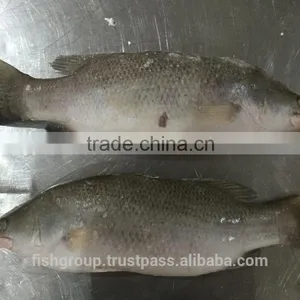 BARRAMUNDI WHOLE ROUND thumbnail-3