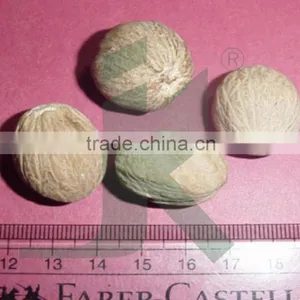 Nutmeg Extract - 10.0% - 60.0% VOC thumbnail-1
