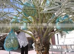 PE Date Palm Bag thumbnail-1