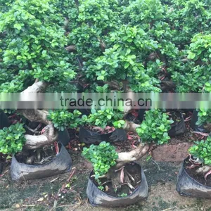 Natural Plants Tree Wholesale S Shape thumbnail-1