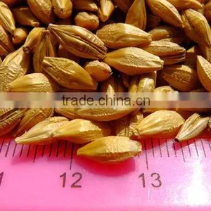 Barley Grains From Ukraine thumbnail-1