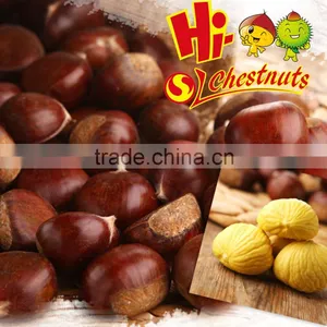 Tianjin Chestnut thumbnail-6