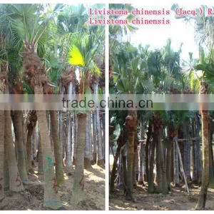 Palm Trees Livinstona Chinensis (Jacq.) R. Br thumbnail-1