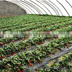 Strawberry Seedling Nursery thumbnail-3