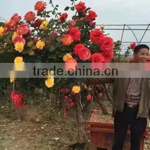 Gardening Rose Plants thumbnail-4