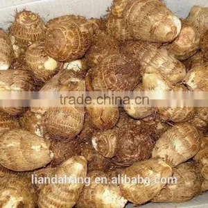 Certified GAP Chinese Frozen Taro & Eddo Root Plant thumbnail-2